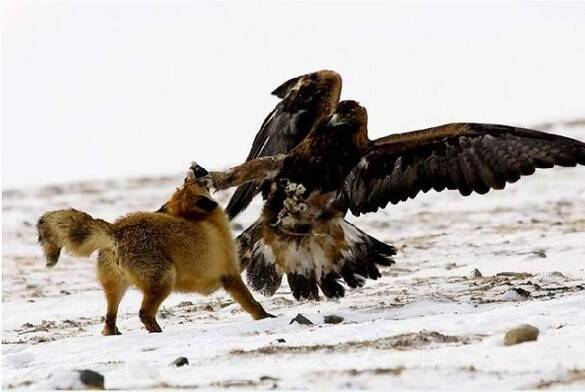 karate_bird-fox-eagle-standard.jpg
