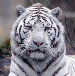 la-miss-du-93-vip-blog-com-957869tigre_blanc-standard.jpg