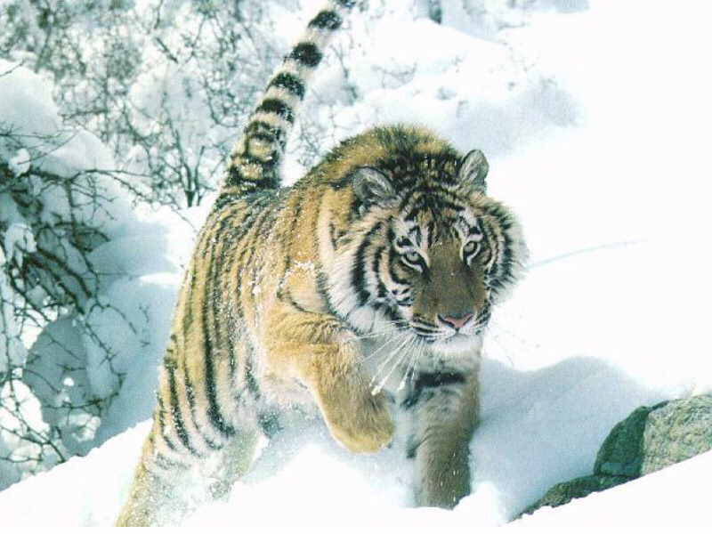 le-tigre-de-siberie-standard.jpg