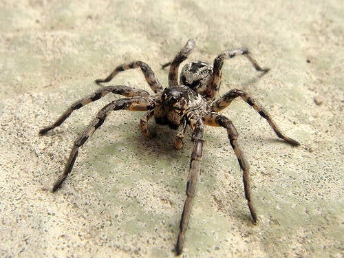 lycosa-tarantulalycosa-tarantula-standard-savxbl.jpg