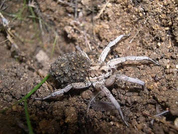 lycosa_tarantula-standard-tm1ht7.jpg