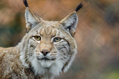 lynx-1019069_960_720-standard-naywf4.jpg