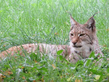 lynx-1175247_960_720-standard-qmv9ov.jpg