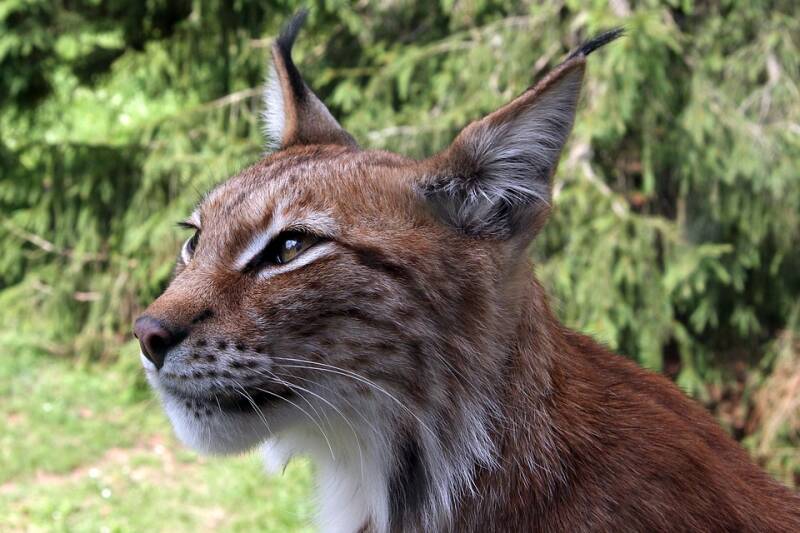 lynx-67465_960_720-standard.jpg