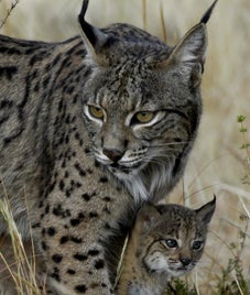 lynx-et-bebe-copie-standard.jpg