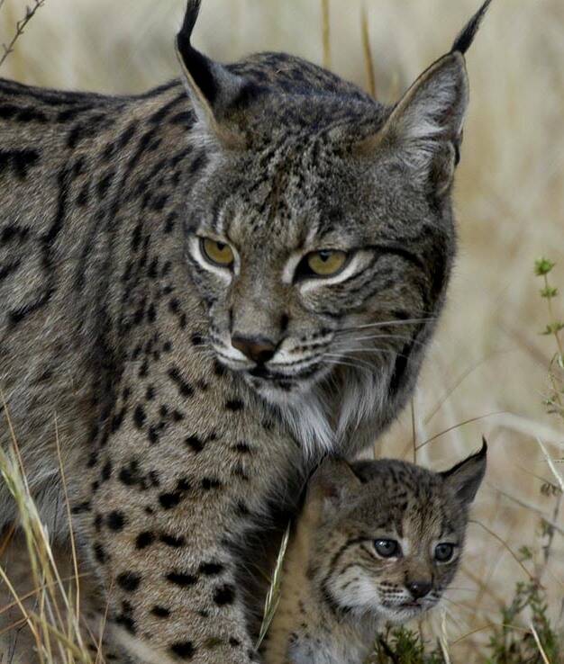 lynx-et-bebe-copie-standard.jpg