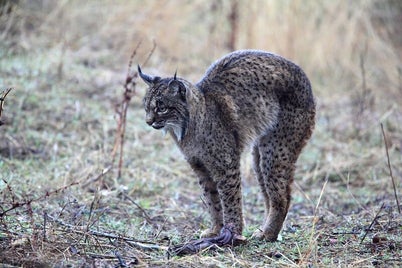 lynx-ib-rique-pascal-etienne-standard.jpg