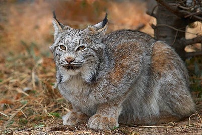 lynx2-standard.jpg