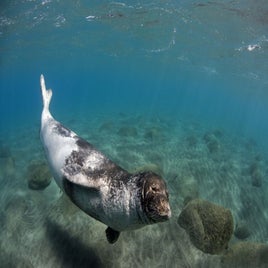 m059a-wild-wonders-sa-naturepl-com-monachus-monachus-standard.jpg