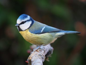 mesange-bleue-54c6b425-standard-v1ikxr.jpg