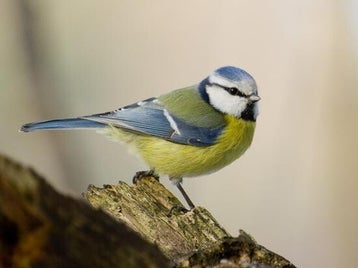 mesange-bleue1-standard.jpg