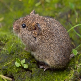 microtus-agrestis-5-aardmuis-saxifraga-rudmer-zwerver-standard.jpg