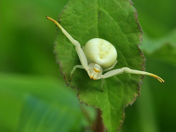 misumena_vatia_2-standard-eh5vh2.jpg