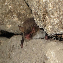 myotis-escalerai_1-standard.jpg