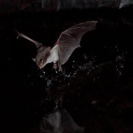 myotis_capaccinii_0117b-standard.jpg