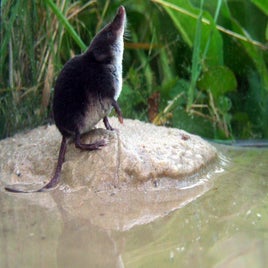 neomys-fodiens-2-waterspitsmuis-saxifraga-rudmer-zwerver-standard.jpg