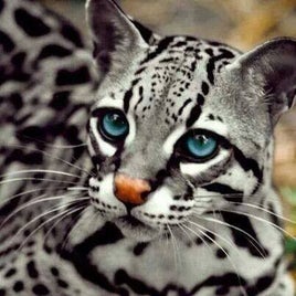 nirvanablueocelot-standard.jpg