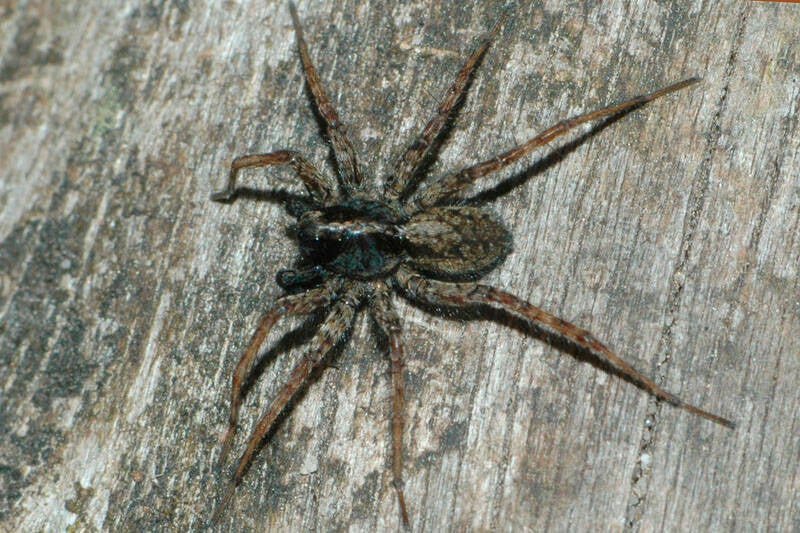 obr_c9_pardosa_amentata_60611-standard.jpg