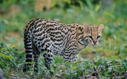 ocelot-flpa-66666-002362-01-edited-1680x1050-standard.jpg