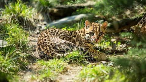 ocelot-in-grass-jpg-adapt-945-1-standard.jpg