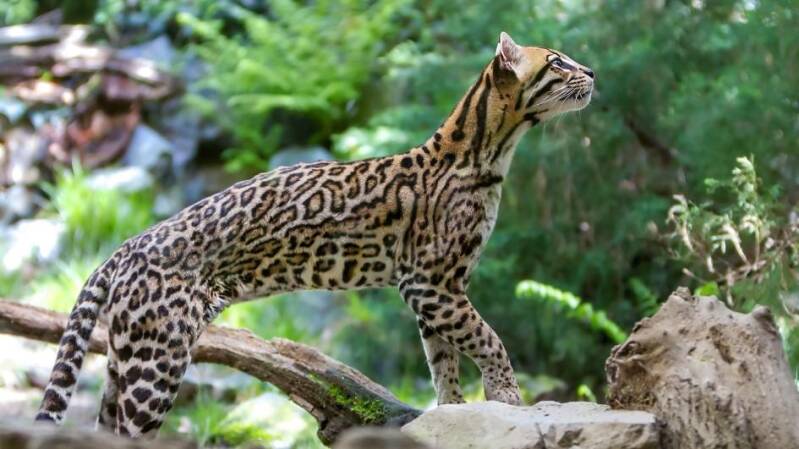 ocelot-on-rock-jpg-adapt-945-1-standard.jpg