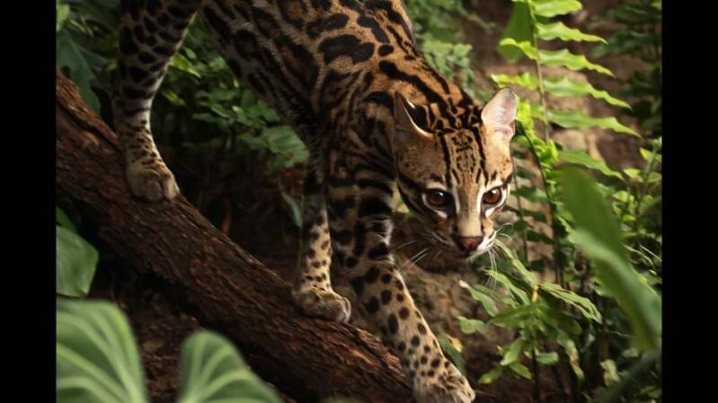 ocelot-on-tree-jpg-adapt-945-1-standard.jpg