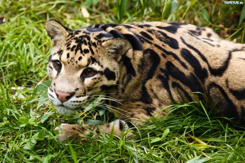 ocelot-pet-for-sale-wallpaper-4-standard.jpg
