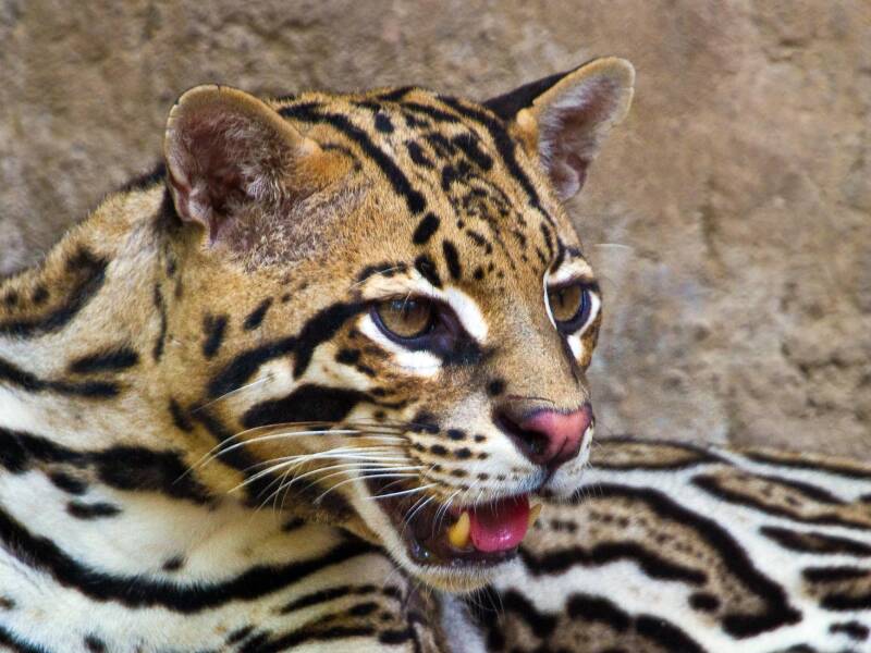 ocelot-picture-standard.jpg