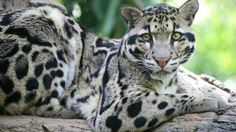 ocelot_animals_cat-23358-standard.jpg