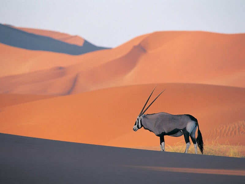 oryx-antelope-standard.jpg