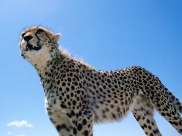 panthere09-standard.jpg