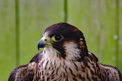 peregrine-falcon-2247270_960_720-standard.jpg