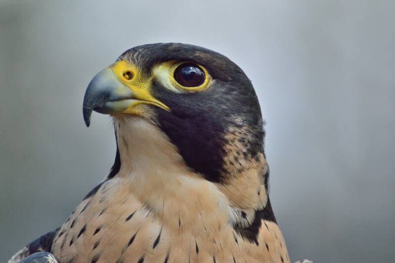 peregrine-falcon-371610_960_720-standard.jpg