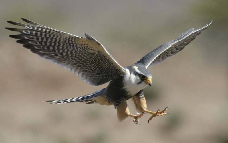 peregrine-falcon-standard.jpg