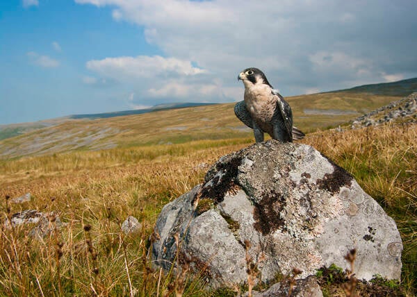 peregrine_on_rock-standard.jpg