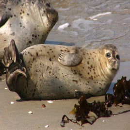 phoca_vitulina_he-standard.jpg