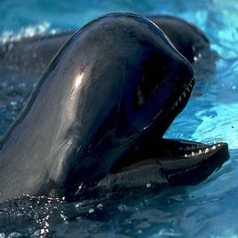 pilot-whale3-standard.jpg