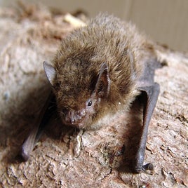 pipistrellus_nathusii-standard.jpg
