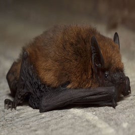 pipistrellus_pipistrellus_-5933130195-standard.jpg
