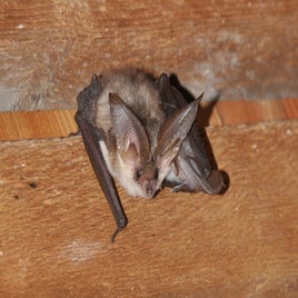 plecotus_macrobullaris4_8c0fe553b5004e88eea8f6c46fd5bbdb-standard.jpg