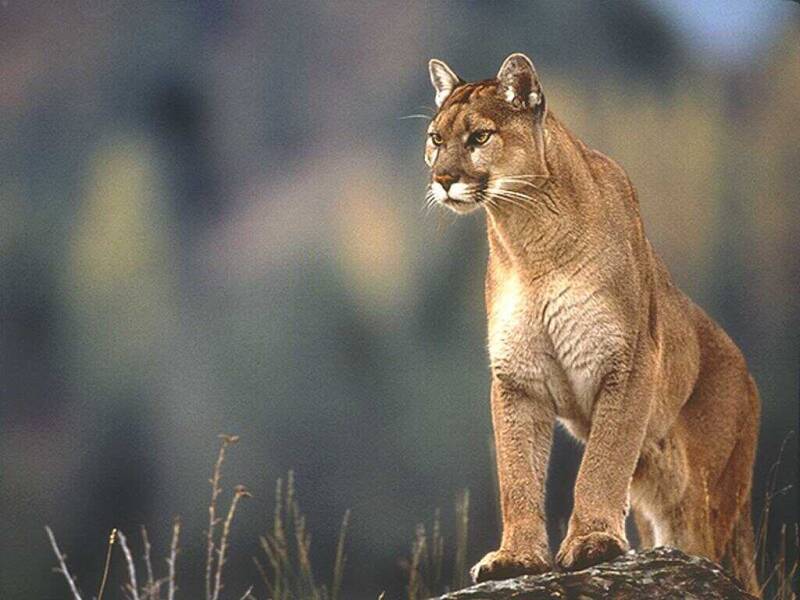 puma-hd-wallpaper-1-standard-uttqft.jpg