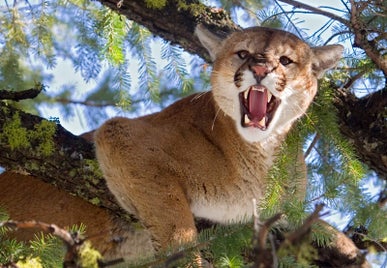 puma-standard.jpg