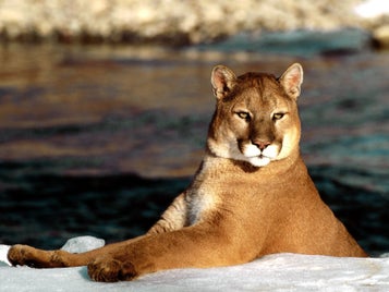 puma_2-standard-fkal01.jpg