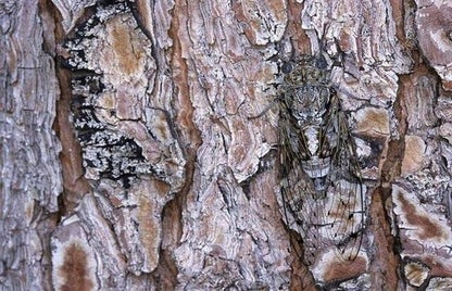 reperer-animaux-maitres-camouflage-1-standard.jpg
