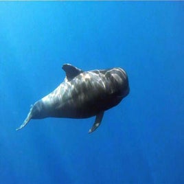 short-finned-pilot-whale-41-standard.jpg