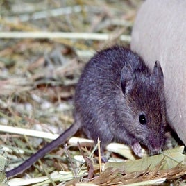 souris-grise-standard.jpg