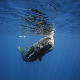 spermwhaleencyclo27612-standard.jpg