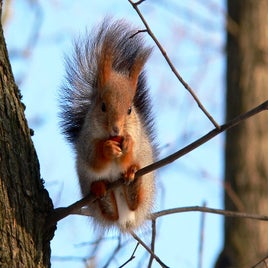squirrel_-sciurus_vulgaris-8-standard.jpg