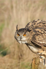 startled_by_anginelson-standard.jpg