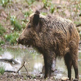 sus-scrofa2-standard.jpg